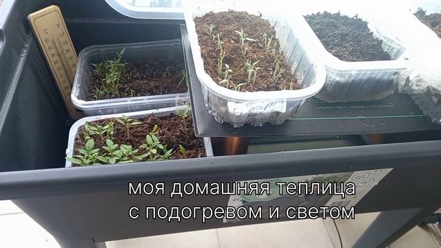 Посадка томатов,перца и огурцов. Пикеровка. смотреть онлайн