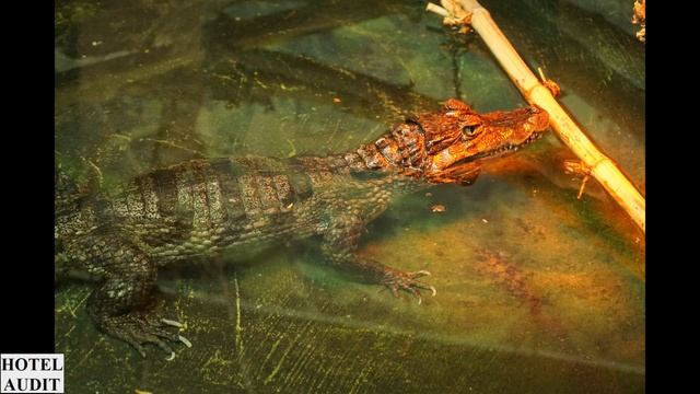 Италия Карини Bioparco di Sicilia 1 смотреть онлайн