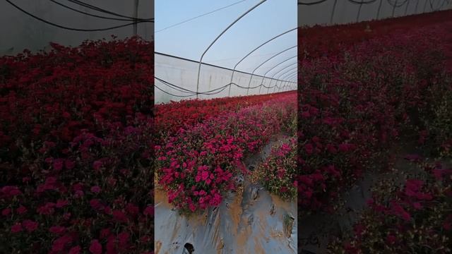 Поля, в которых мы гуляем,а также секрет цветочных теплиц смотреть онлайн