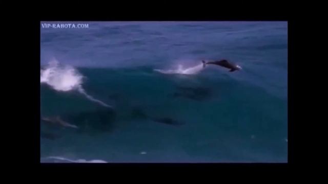 Вся ГАГРА смотреть онлайн