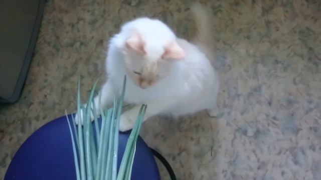 Кот ест лук смотреть онлайн