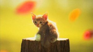 Фильм про кошек