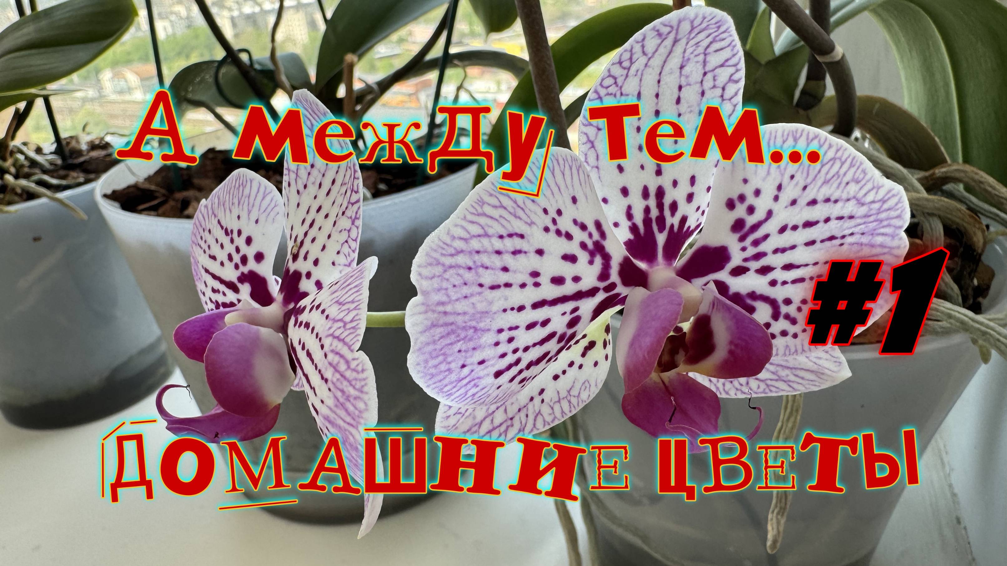 Домашние цветы #1