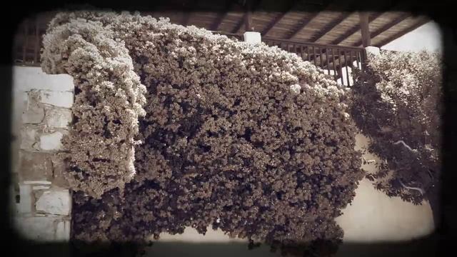 Dimitra Beach Hotel Сад смотреть онлайн