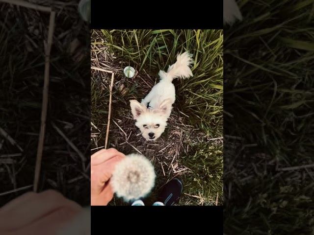 Одуванчики смотреть онлайн
