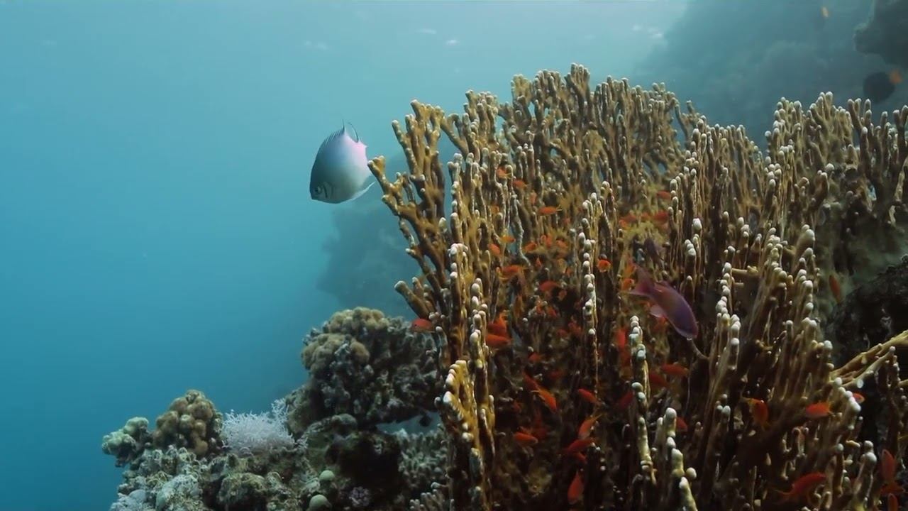 Red Sea 13 смотреть онлайн