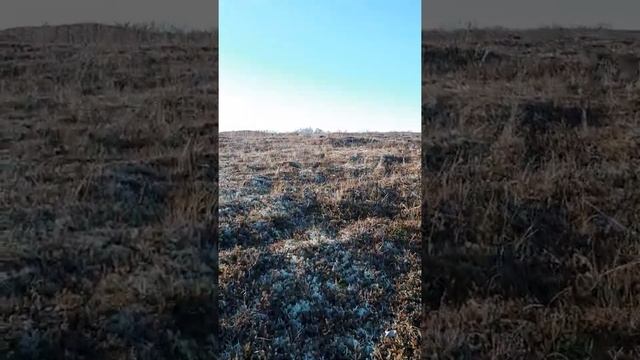 Осеняя охота на гуся подкрался. 1часть. смотреть онлайн