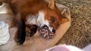 Лиса-Алиса. Новое развлечение лиса Игниса