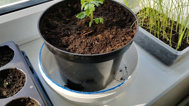 Томат балконное чудо. Балконное чудо отзывы характеристика и описание смотреть онлайн