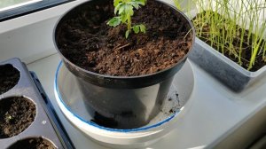 Томат балконное чудо. Балконное чудо отзывы характеристика и описание