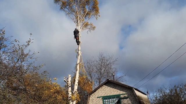 Спил деревьев белгород смотреть онлайн