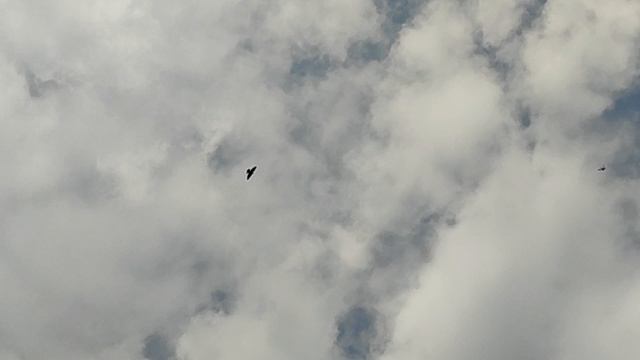 23.04.2025г Голуби в Покрытии 👍👍👍 смотреть онлайн