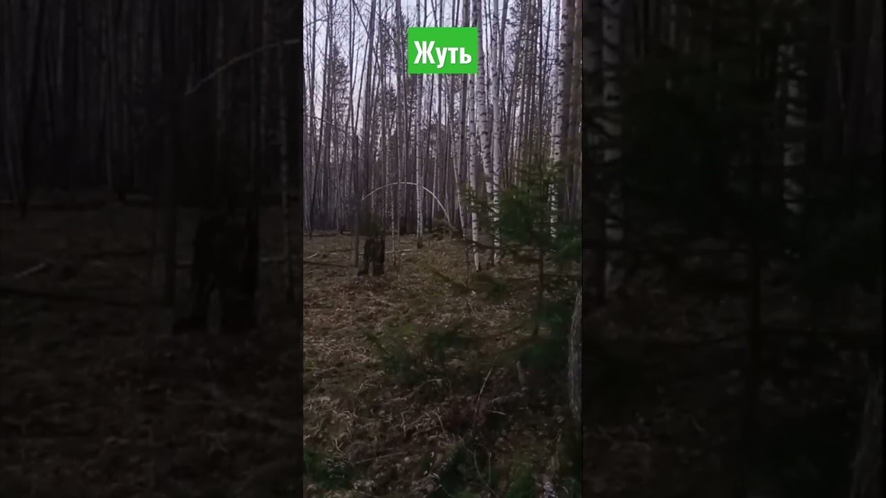 страшные звуки в лесу смотреть онлайн