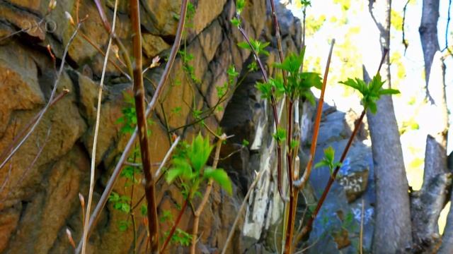 Весенняя прогулка по Житомиру-Часть 6(Spring walk in Zhytomyr-6)4К Ultra HD - Видео смотреть онлайн