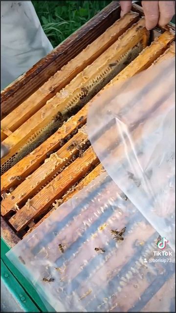 🐝🌞🐝🌞🐝🌞🐝 смотреть онлайн