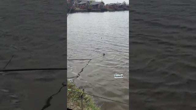 Небольшой видео обзор нашего водоема.Рыбаки наполняют свои садки. смотреть онлайн