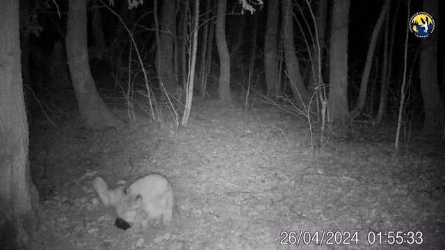 Рысь Фотоловушка