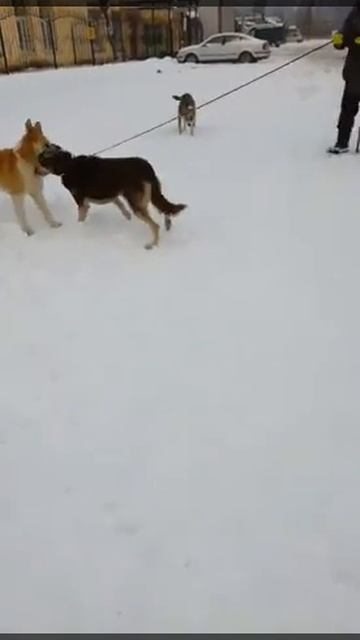 Приют Майский День. Собачка Шуша смотреть онлайн