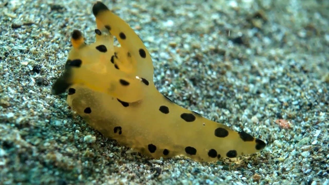 Macro 03 смотреть онлайн