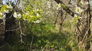 Распаковка на фоне природы. Посылка от Василия из Москвы.