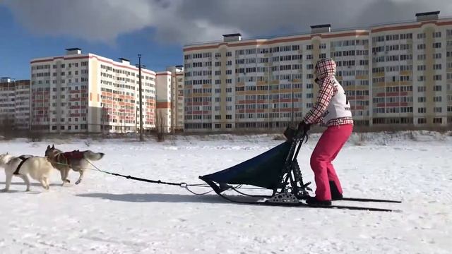 Соревнования по заездам на Хаски. Снят для "Хаски Нижнекамск". смотреть онлайн