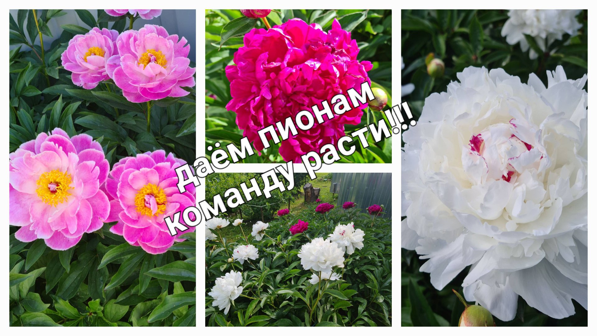 Пионы весной - как разбудить и что делать со старыми листьями.