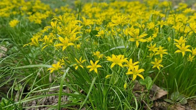 Гусиный лук и хохлатка апрель 2025