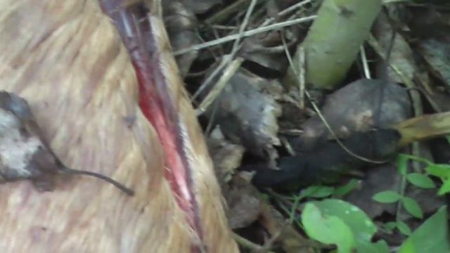 Первая смерть от Томинского гока? смотреть онлайн