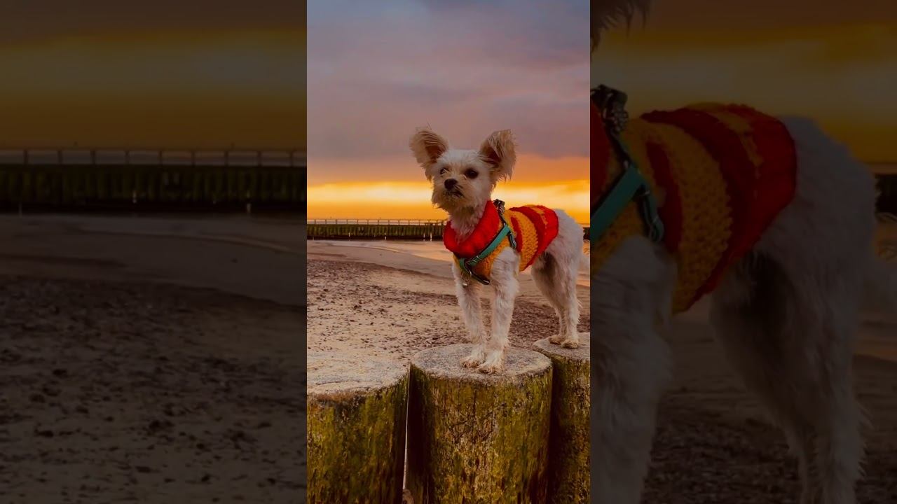 #funnydog #whitedog #sunset balticSea смотреть онлайн
