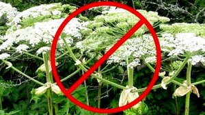 КАК ИЗБАВИТЬСЯ ОТ БОРЩЕВИКА НА УЧАСТКЕ