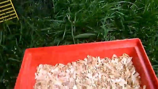 Купила хомку смотреть онлайн