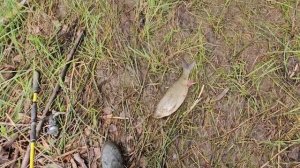 Рыбалка на Оби. Верх-Сузун. 29.05.2024