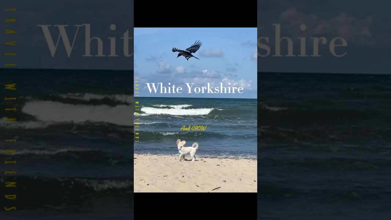 Белый Йорк и ворона #dog #funnydog #puppy #terrier #whitedog #yorkshire #balticsea смотреть онлайн