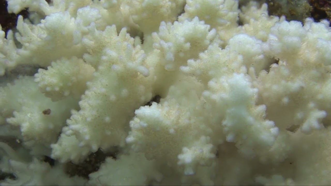 Galapagos 10 смотреть онлайн