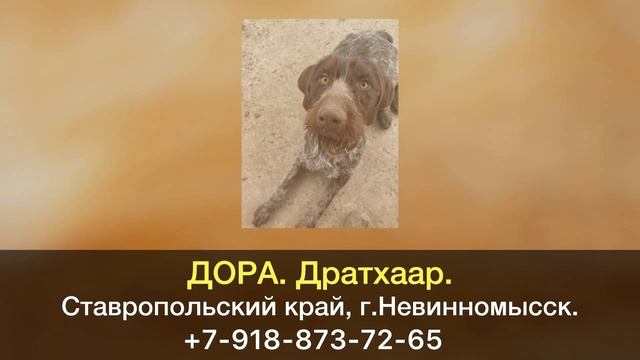Пропала собака! ДОРА. Дратхаар. Ставропольский край, г.Невинномысск. смотреть онлайн