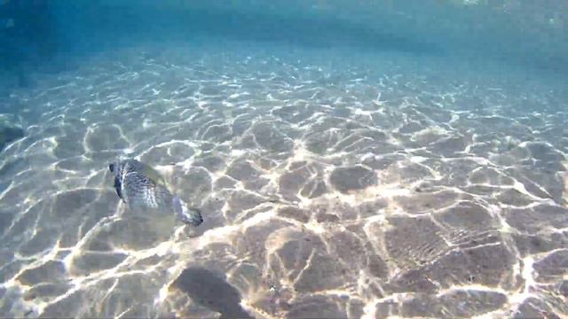 Шарм-эль-Шейх Continental Plaza beach Resort 4* атака кузовка смотреть онлайн