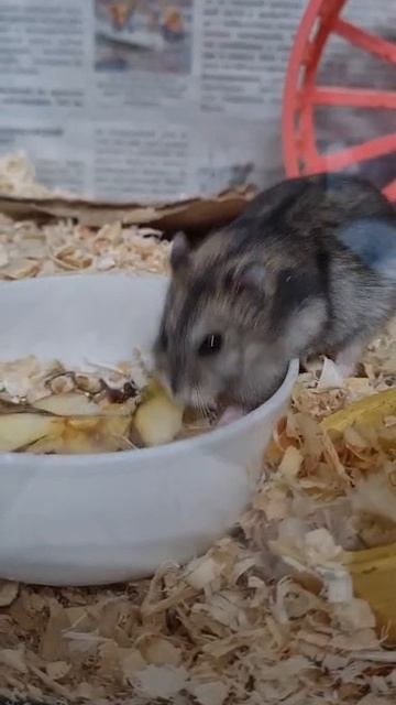 хомс, хомс