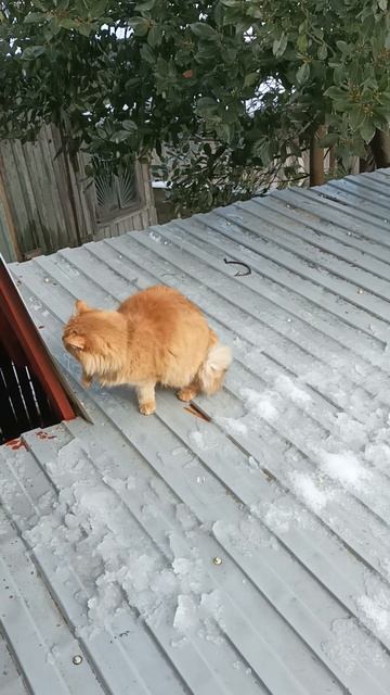 Вася в шоке 🙀реакция, снег упал с крыши смотреть онлайн