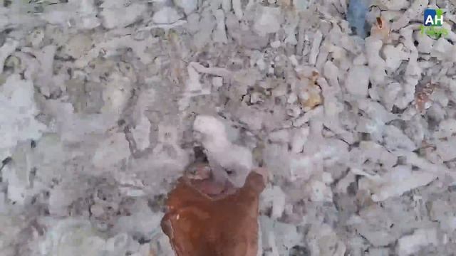 Finding Hermit Crab and Ornamental Fish, Crab, Conch, Eel, Pufferfish, Starfish, Shell, sea cucumbe смотреть онлайн