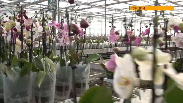 ТУРЦИЯ: ТУРИСТИЧЕСКИЕ МЕСТА В ЯЛОВЕ смотреть онлайн