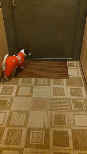 #любимыйпитомец  #собака  #прикольноевидео