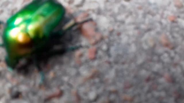 МЕМ: "БЛ#ТЬ, Я ЭТО ВИДЕО ХОТЕЛ МАМЕ ПОКАЗАТЬ" смотреть онлайн