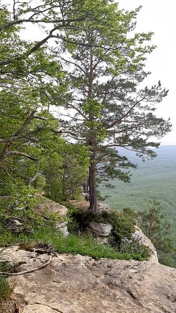 Мезмай. Над Орлиной полкой. #мезмай #Орлиная полка #лагонаки смотреть онлайн