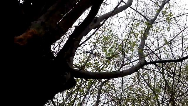 Необычный лес. Странные места в лесу россии. unusual forest смотреть онлайн