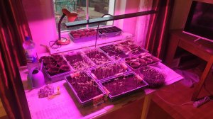 Как сделать  своими руками фитолампу  для растений?!