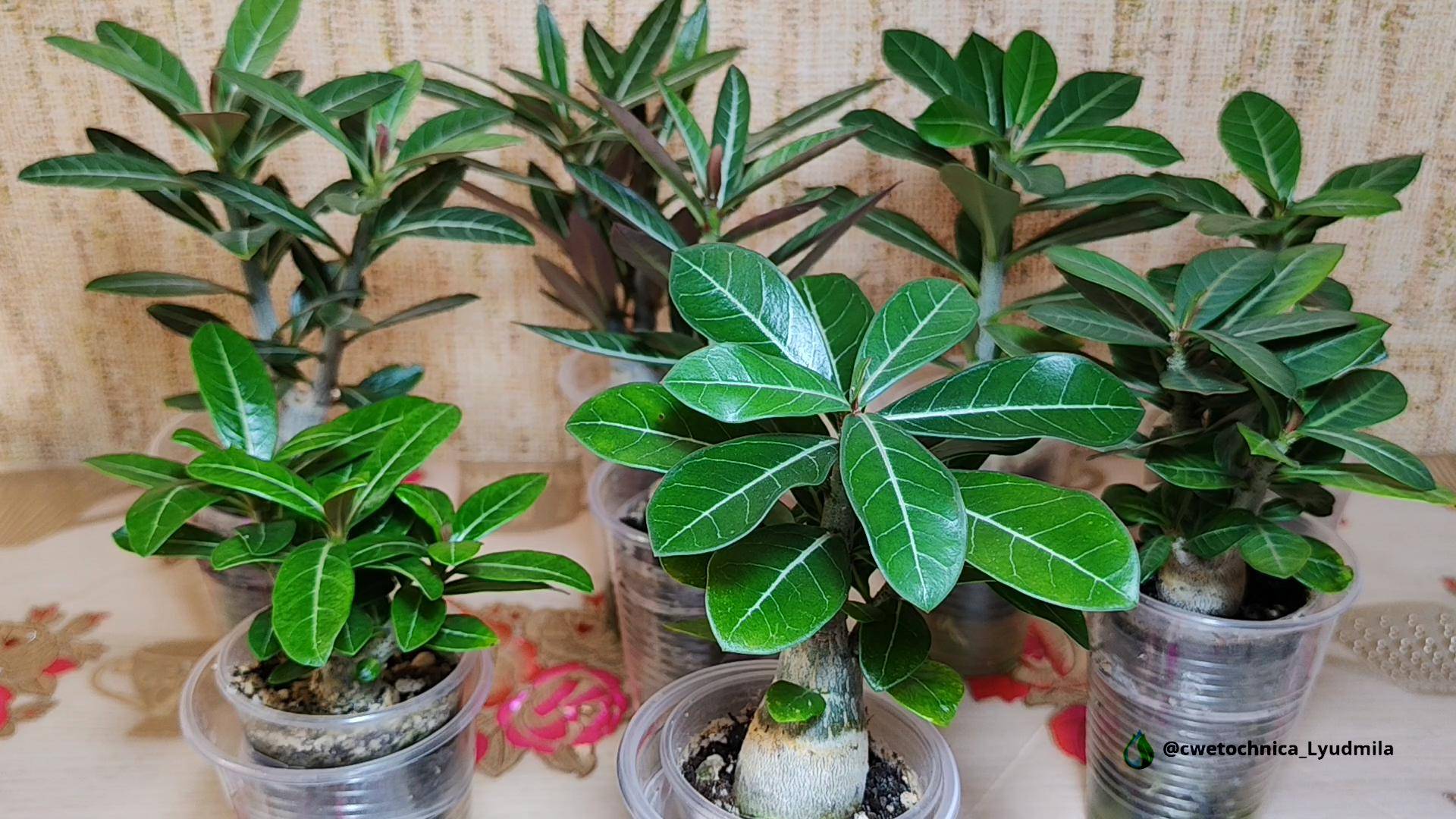 Обрезка центрально корня адениумам