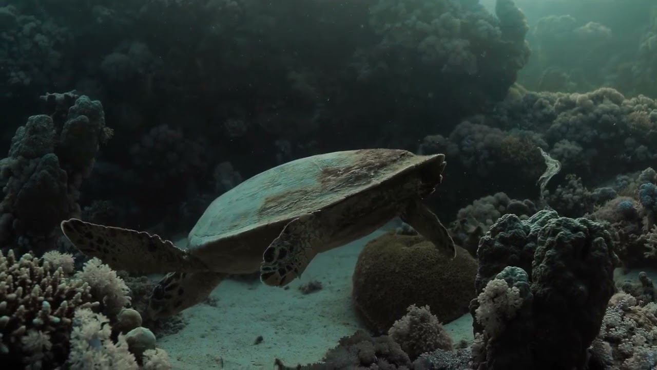 Red Sea 07 смотреть онлайн