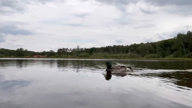 Белый лебедь / Нападение лебедя на человека #vlog #жизньвбельгии #белыйлебедь смотреть онлайн