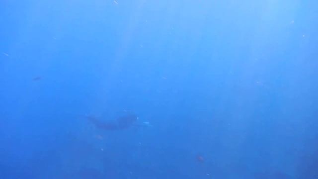 Brittany Tran Monofin Freedive Demo 1 смотреть онлайн