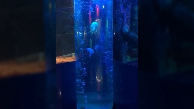 5 дней в Краснодаре! смотреть онлайн